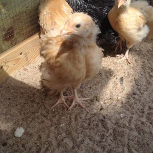 5 weeks. Olaf facing, Chicken Little with back to Olaf and Cinnamon (the 2 Buffs) and Hershey Squirt the Silverlaced wyandotte