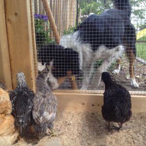 Izzy stalking Jane Snow (black star) Buck Cluck (Wyandotte) and Peep (ameracauna) checking Izzy out.