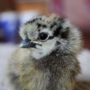 Partridge silkie