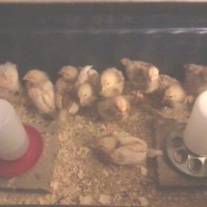 My first chicks- 2013