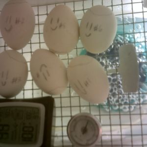 my ancona duck eggs today is day 12 of incubation all are getting very dark and the veins are going nuts why smiley faces you ask because they are happy eggs