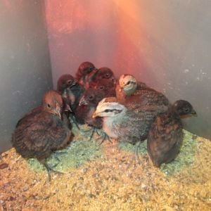 Ponape Chicks