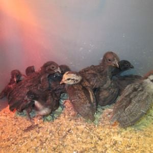 Ponape Chicks