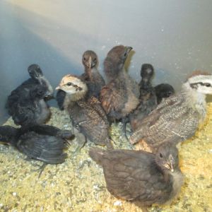 Ponape Chicks