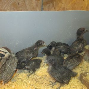 Ponape Chicks