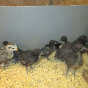 Ponape Chicks