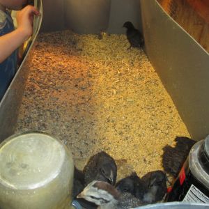 Ponape Chicks