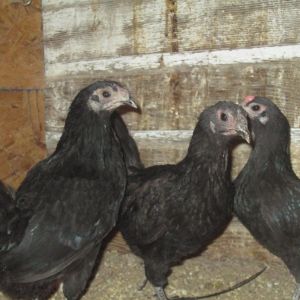 Ponape Hens