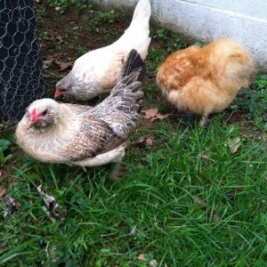 Here with Minnie are Dolly & June, they are both Easter egger bantams.