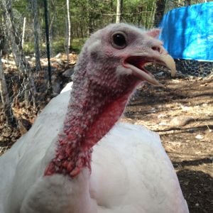 Ruth our BBW turkey with a crooked beak