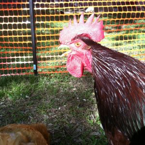 I am rooster, hear me crow!