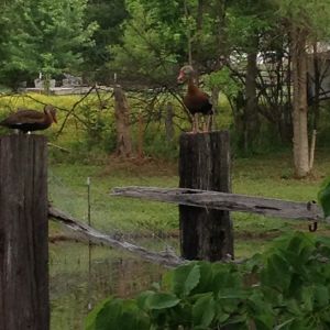 Black-bellied whistling ducks on our dock