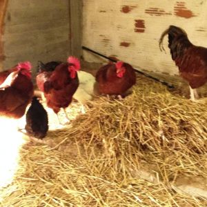 in their winter home keeping toasty!