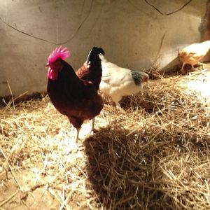 One of my roosters