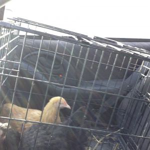 On our way home from the petting zoo