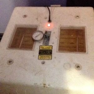 the incubator