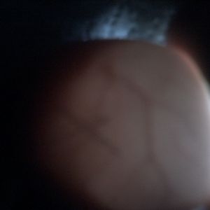 duck egg #3