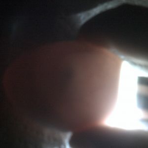 duck egg #4