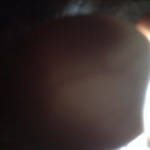 duck egg #6