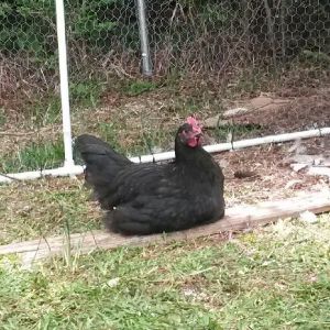 Black Australorp