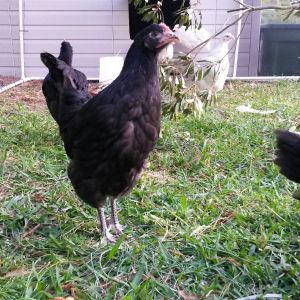 Black Australorp