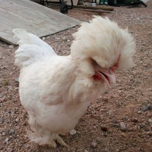 This is Marilynn.  She's quite a character.  She's the oldest and smallest in our flock, but still rules the roost.