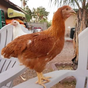 Goldie, our red sex link.  She's just a chunk all over and seems like a strong hen. :)
