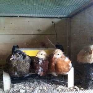 Day 33, perching between the top girls
