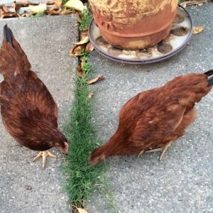 Earning their keep! Munching on evil Bermuda grass that's growing in the patio crack.