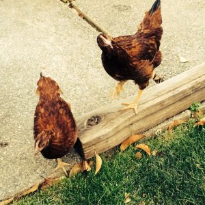 Grass! They finally made their way to the grass last night. Penny, on the left, had a little taste. Janet, our older girl, just stood on the railroad tie that we just brought home. I guess she thought it was her personal roost.