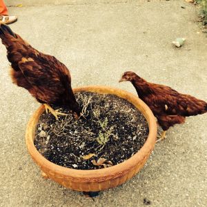 Killing what's left of the herbs in this herb pot . Oh well, I've been wanting to start over.