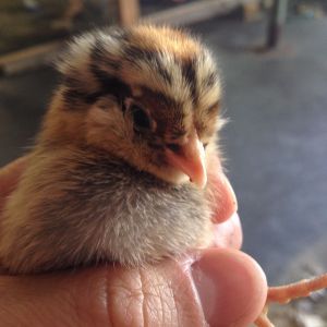 Ginger 2 days old