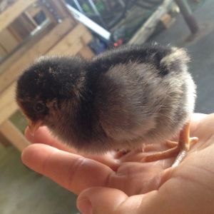Peep 2 days old