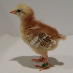 "Clover" Buckeye @ 1 week