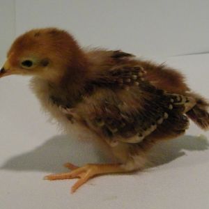 "Rose" Rhode Island Red @ 2 weeks