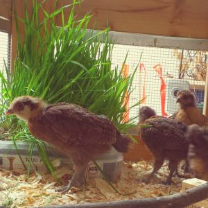 4 Week old Ameraucana pullets. In brooder with oat grass on their first day home.