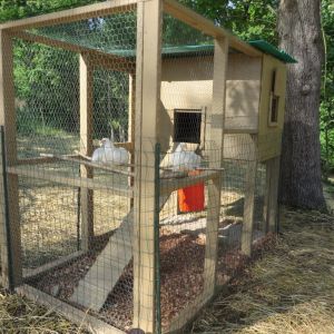 Happy chickens perching in their run