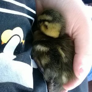 2nd Pic of Nugget