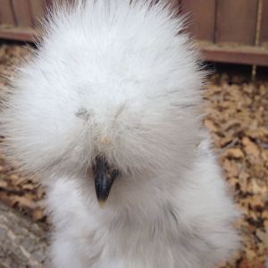 Nice growing poof