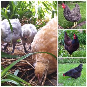 This is my current flock of 6. The three one year old hens are producing about 18 eggs per week, while the three new chicks have yet to be integrated into the flock. The lemon orpington and one of the lavendar amercaunas are most likely roosters, and will be rehomed once they begin to cros.