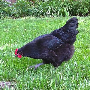 Selma was bought as a "blue orpington" pullet who is a lovely shade of black. The easiest of all the girls to catch, Selma is too large to go anywhere very quickly! She's very quiet, calm, and the #2 to the barred rock.