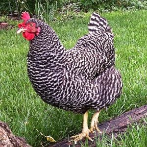A typical barred rock, Marge is Large and In Charge! She always comes running when I call, and is always ready to dish out reprimands for the most minor of crimes. If her flockmates call her a dog, it's because she can be a real ***** sometimes.