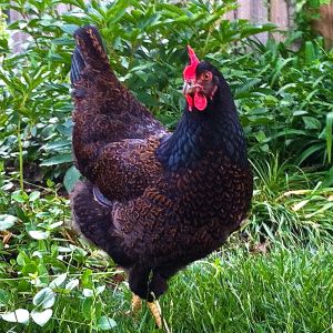 Patty is a beautiful Barnvelder, who almost daily lays a nice, glossy brown egg.  I am not sure whether her skittish personality is a result of being the main target of the boss hen, or if she is targeted because she is so jumpy. She is a very good flyer when provoked, having once flown an entire loop around the outside of the garage at 6' off the ground.