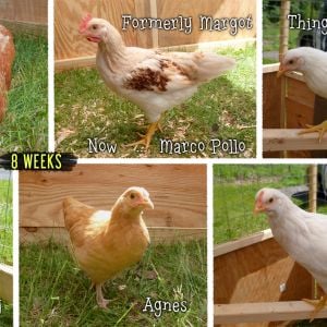 Note-to-self (and any newbies that might be reading) ... name your chicks after 8 weeks!!
Our chookies are growing fast (while eating less feed!), especially now with sun & pasture!