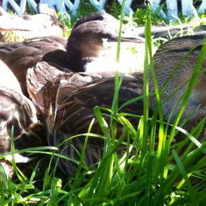 Enjoying the morning sun at 46 days old.