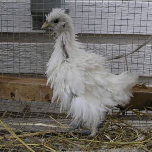frizzle silkie mix