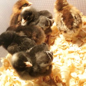 cuckoo maran, welsummer chicks