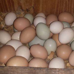 Eggs on eggs