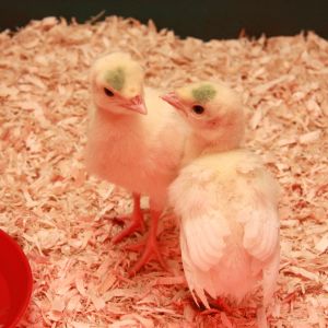 Holland White Turkey Chicks