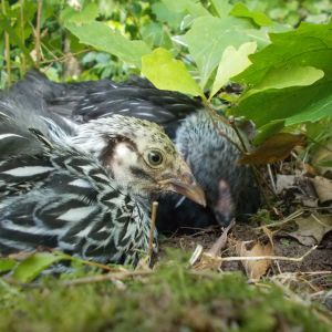 Ebony and Clyde my sweet Silver Laced Wyandottes